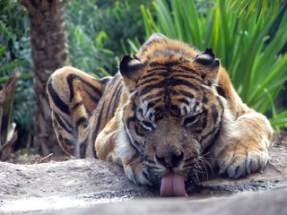 tiger drinking