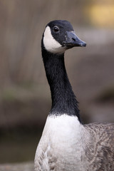 Obraz premium Kanadagans