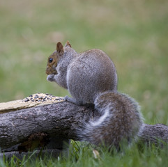 Obraz premium bird seed robber