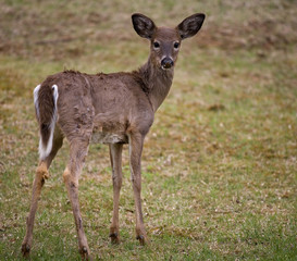 seed on her nose