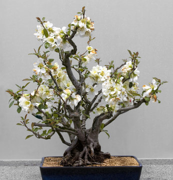 Bonsai Tree