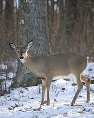 snowy doe
