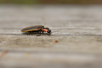 Lightning Bug