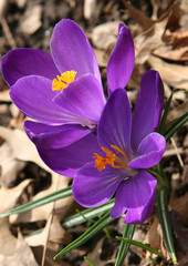 purple crocus