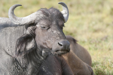 buffalo bull