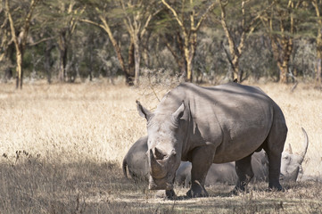 Obraz premium Pair of white Rhino