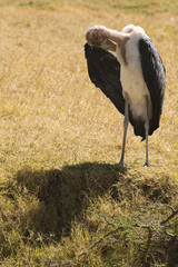 Lone Marabou stork