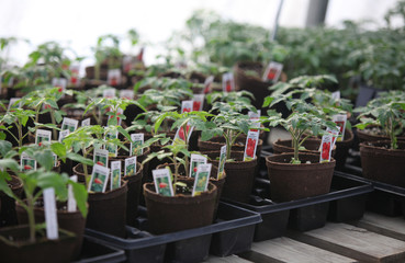 greenhouse seedlings