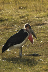 Marabou stork resting