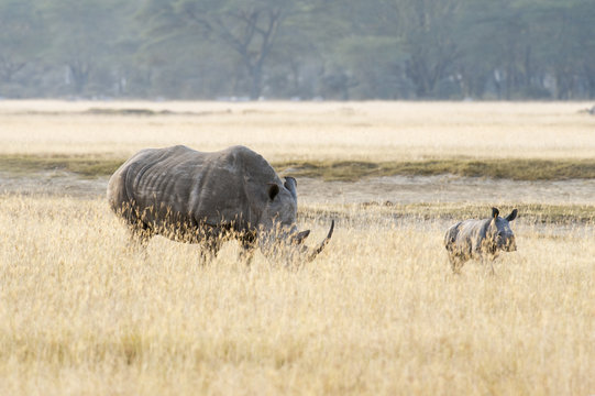 Southern White Rhino with her calf