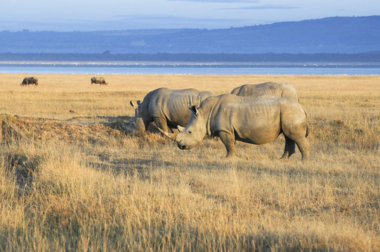 Herd of  White Rhinos