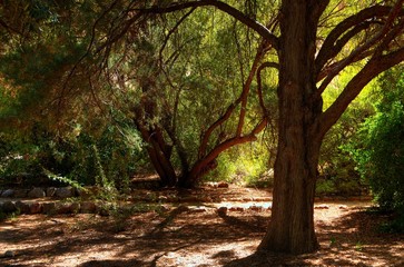 Trail