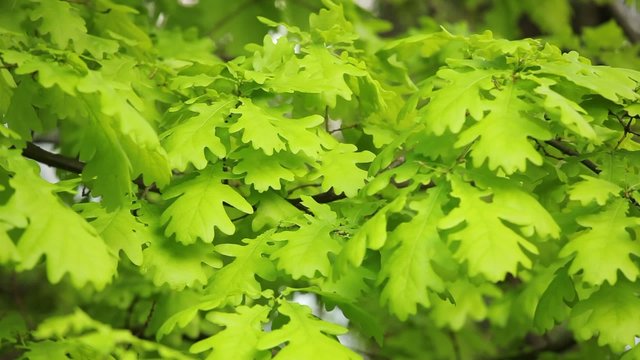 White Oak tree leaves