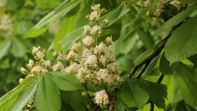 Horse chestnut tree blossoms
