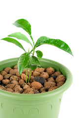 Plant