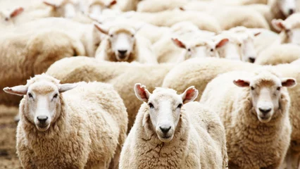 Deurstickers Kudde schapen © Dmitry Pichugin