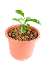 Plant at flowerpot