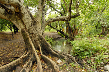 Arbol de Ahuehuete. Especie típica de México.