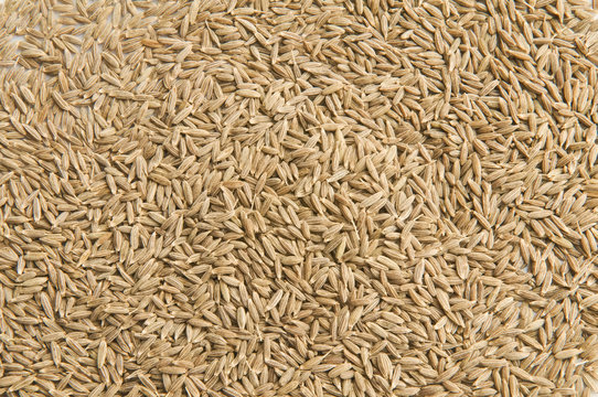 Tons of whole cumin seeds in an up close shot.