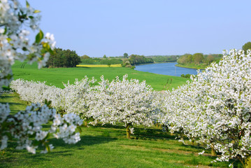 Frühlingslandschaft mit Kirschblüte 507