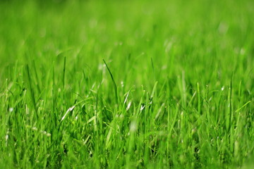 Fototapeta premium herbe de printemps