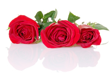 Fototapeta premium Three Red Roses With Reflection