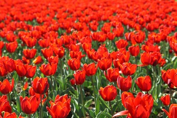A field of beautiful red tulips, background