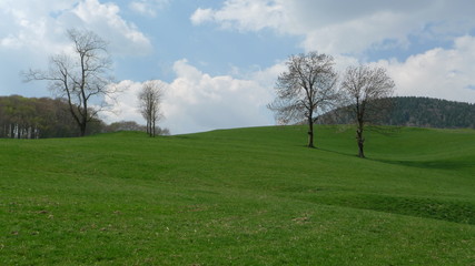 Obraz premium lessinia grass 2