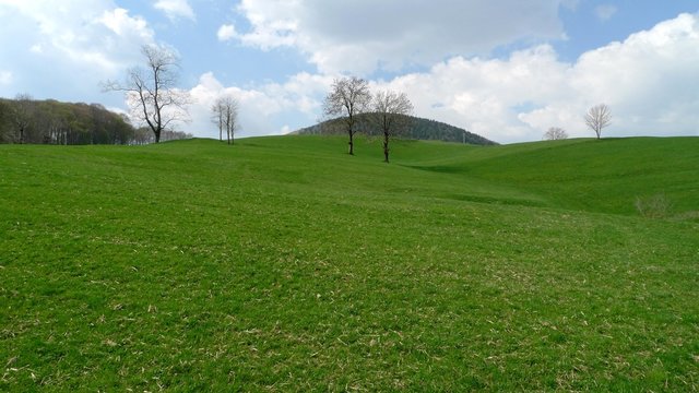 lessinia grass