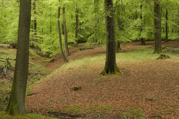 Waldlandschaft
