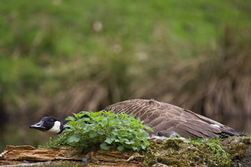 Kanadagans (Branta canadensis) © Alexander von Düren