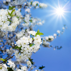 spring blossom