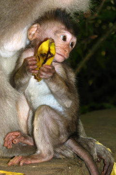 Sacred Monkey Forest Sanctuary - Ubud - Bali - Indonesia