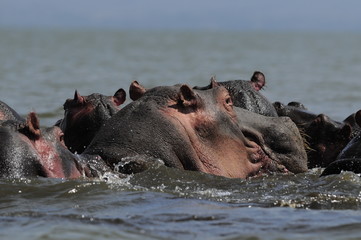Hippo (Hippopotamus amphibius) at Naivasha Lake, Kenya