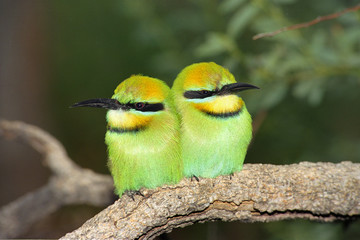 Rainbow Bee-eater