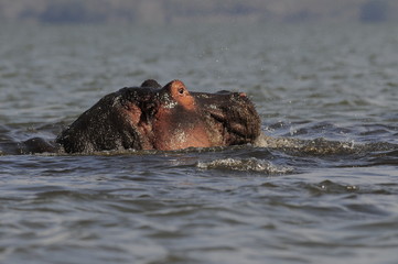Hippo (Hippopotamus amphibius) at Naivasha Lake, Kenya