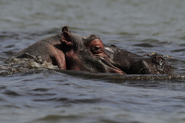 Hippo (Hippopotamus amphibius) at Naivasha Lake, Kenya