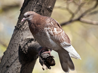 Wild pigeon