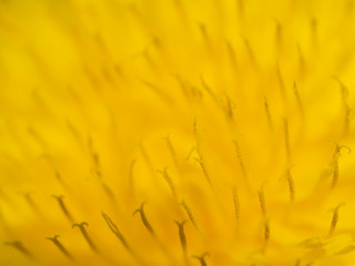 dandelions stamens