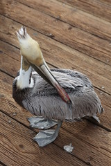 malibu pelican