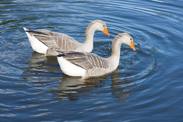 Greylag geese
