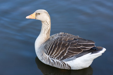 Greylag Goose