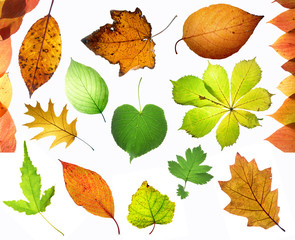 Colourful collection of autumn leaves.