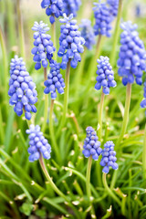 Field of Grape Hyacinths