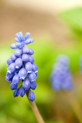 Grape Hyacinth