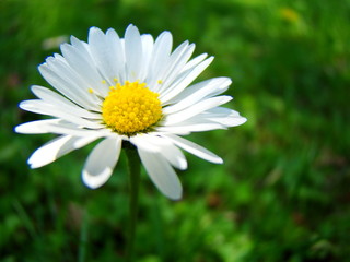 Obraz premium Single flower