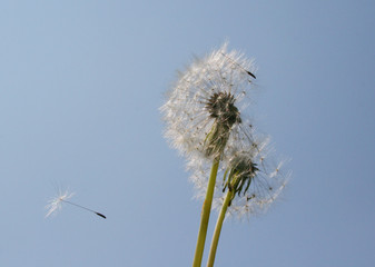 Verbreitung