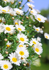 Daisy flowers (selective bokeh); spring series.