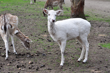 Albinos