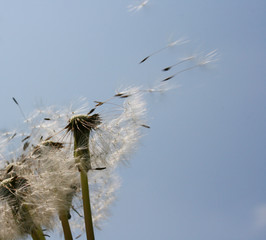 Pusteblume